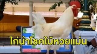 ขวัญใจนักเสี่ยงโชค 'ไก่นำโชค' ใบ้หวยแม่น จิกสลาก จิกทะเบียนรถ ให้เลขเด็ด