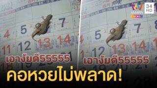 จิ้งจกแอบแซ่บบนปฏิทินหางชี้เหมือนใบ้หวย ทำเอาคนเห็นไบ้หวยออกสื่อ