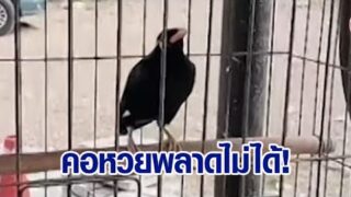 เลขมีลุ้น ฟังชัด ๆ นกใบ้หวย ชาวเน็ตแห่แชร์หวังได้โชคใหญ่