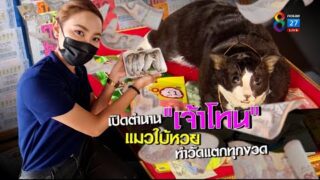 เปิดตำนาน “เจ้าโทน” แมวใบ้หวยทำวัดแตกทุกงวด ต้องลองสักงวด