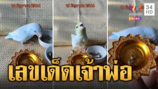 “เจ้าพ่อฟ้าเขียว” นกใบ้หวยหยิบให้ 3 ตัว ซื้องวดนี้ถูกงวดนี้