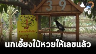 นกเอี้ยง”เจ้าโอเลี้ยง”ใบ้หวยให้เลขแล้ว แห่ซื้อเลข