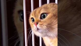 #แมว มาใบ้หวย  ขนาดแมวยังต้องมีเลขเด็ด