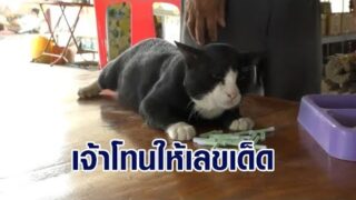 เลขเด็ด ‘เจ้าโทน’ แมวเซเลปใบ้หวย เอาหางเขี่ยเลขให้เลย