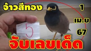 วันโกนโค้งสุดท้าย-จ้าวสีทอง(นกแสนรู้) จับเลขเด็ด 3 ตัวเน้นๆ งวดวันที่ 1 เม.ย 67
