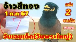 จ้าวสีทอง นกแสนรู้ ใบ้วันพระใหญ่ จับเลขเด็ดให้โชค 3 ตัวหวยดัง! 1 ก.ค 67