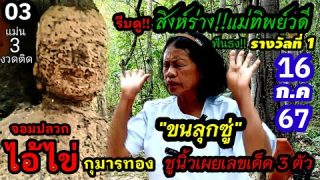 03แม่นจริง3งวดติดๆ ล้านแตกแน่ๆอึ้ง! ชี้ชัดโชว์นิ้วบอกเลข3ตัวรางวัลที่1